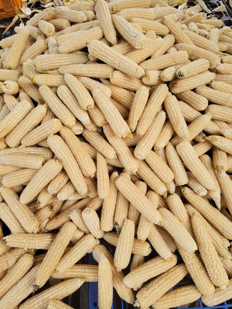 정권옥님의 장터 판매 상품 [스테비아를 첨가한 강내이 뻥튀기래요 (한봉지 실 중량 1.3킬로 이상)] 첨부 사진