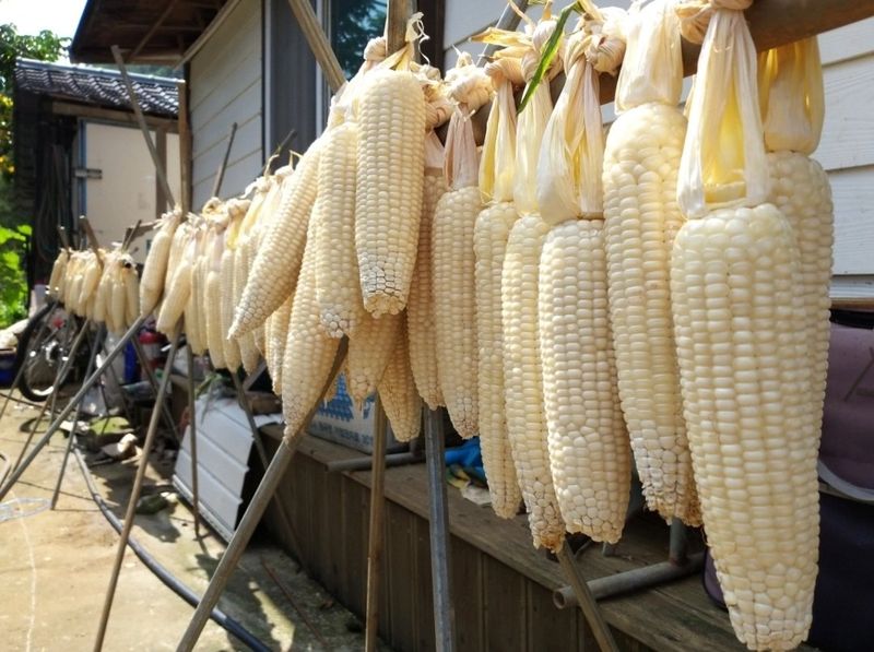 장터 상품 [스테비아를 첨가한 강내이 뻥튀기래요 (한봉지 실 중량 1.3킬로 이상)] 썸네일