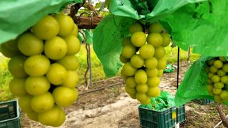 감농사및복합작물님의 2024년 농사 계획은? · 참여글 작성글 사진