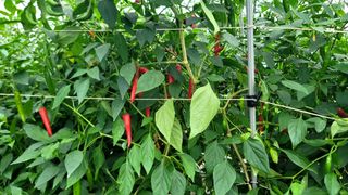 감농사및복합작물님의 2024년 농사 계획은? · 참여글 작성글 사진