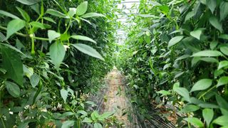 감농사및복합작물님의 2024년 농사 계획은? · 참여글 작성글 사진