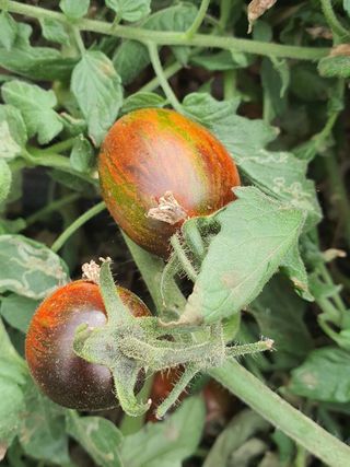 강화댁님의 2024년 농사 계획은? · 참여글 작성글 사진