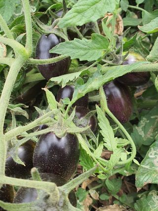 강화댁님의 2024년 농사 계획은? · 참여글 작성글 사진