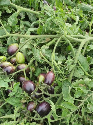 강화댁님의 2024년 농사 계획은? · 참여글 작성글 사진