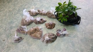 산양삼님의 기타작물 · 영농일지 작성글 사진