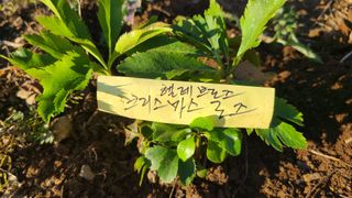 산양삼님의 기타작물 · 영농일지 작성글 사진