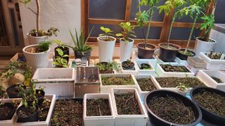 산양삼님의 기타작물 · 영농일지 작성글 사진