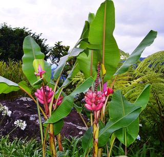 산양삼님의 기타작물 · 영농일지 작성글 사진