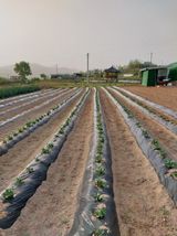 팜모닝 2024년 농사 계획은?·참여글 게시글 이미지