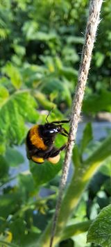 팜모닝 토마토·생장기 농작업 게시글 이미지