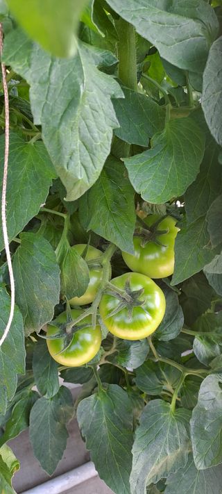 마토님의 토마토 · 생장기 농작업 작성글 사진