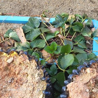 짱순이연속8월출석왕님의 2024년 농사 계획은? · 참여글 작성글 사진