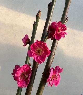 일심묘목농원님의 기타작물 · 자유게시판 작성글 사진