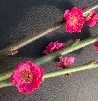 일심묘목농원님의 기타작물 · 자유게시판 작성글 사진