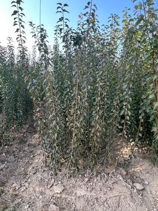 일심묘목농원님의 기타작물 · 자유게시판 작성글 사진