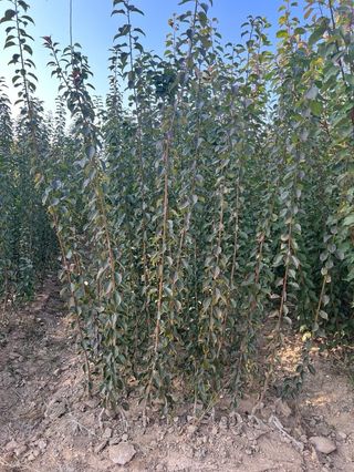 일심묘목농원님의 기타작물 · 자유게시판 작성글 사진