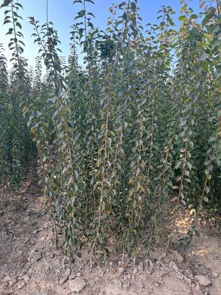 일심묘목농원님의 기타작물 · 자유게시판 작성글 사진