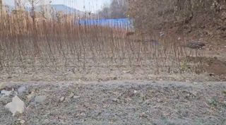 일심묘목농원님의 기타작물 · 자유게시판 작성글 사진