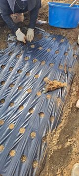 팜모닝 두릅·영농일지 게시글 이미지