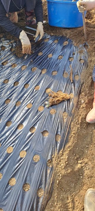 용호님의 두릅 · 영농일지 작성글 사진