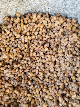 최남옥님의 콩 · 자유게시판 작성글 사진