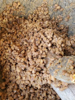 최남옥님의 콩 · 자유게시판 작성글 사진