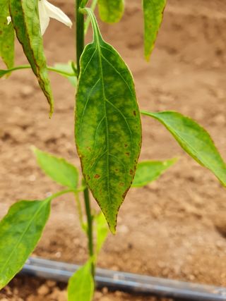 최영훈님의 고추 · 병해충상담 작성글 사진