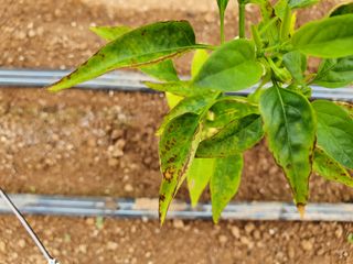 최영훈님의 고추 · 병해충상담 작성글 사진