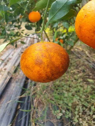 샤인과 황금향님의 귤 · 병해충상담 작성글 사진