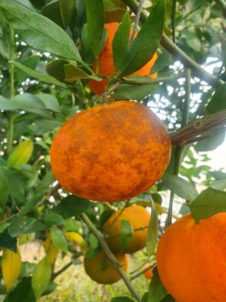 샤인과 황금향님의 귤 · 병해충상담 작성글 사진