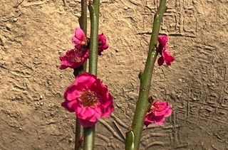 일심묘목농원님의 기타작물 · 자유게시판 작성글 사진