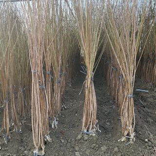 일심묘목농원님의 기타작물 · 자유게시판 작성글 사진