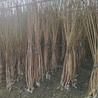 일심묘목농원님의 기타작물 · 자유게시판 작성글 사진