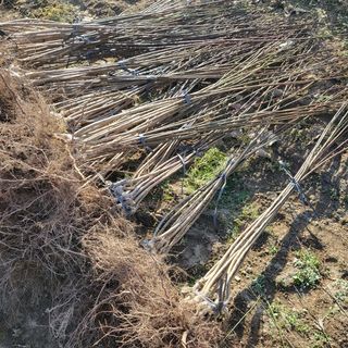 일심묘목농원님의 기타작물 · 자유게시판 작성글 사진