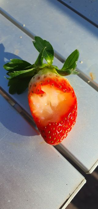 경수님의 딸기 · 자연재해•동물피해 작성글 사진