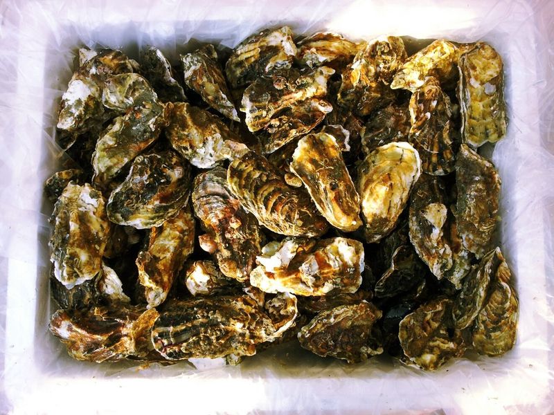 박현수님의 장터 판매 상품 [통영굴   김장굴(중,소굴), 회굴(대굴)] 첨부 사진