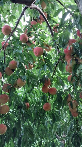 손경식드림농장님의 2024년 농사 계획은? · 참여글 작성글 사진