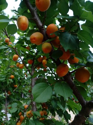 손경식드림농장님의 2024년 농사 계획은? · 참여글 작성글 사진