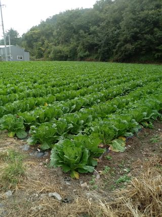 손경식드림농장님의 2024년 농사 계획은? · 참여글 작성글 사진