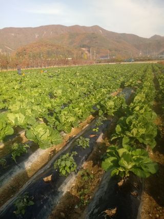 손경식드림농장님의 2024년 농사 계획은? · 참여글 작성글 사진