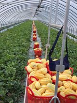 팜모닝 옥수수·자유게시판 게시글 이미지