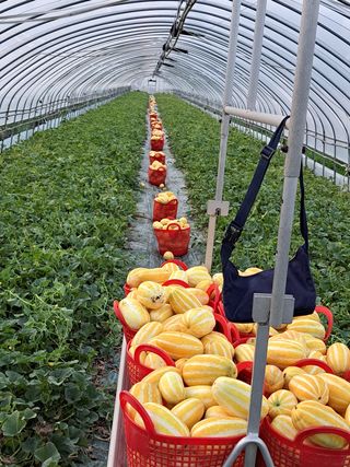 안티바이님의 옥수수 · 자유게시판 작성글 사진