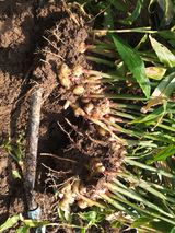 팜모닝 2024년 농사 계획은?·참여글 게시글 이미지