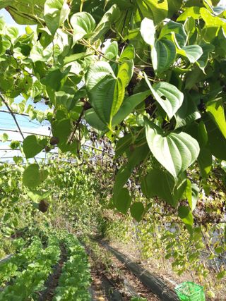 이름없음유성일님의 2024년 농사 계획은? · 참여글 작성글 사진