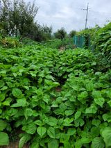 팜모닝 팜모닝·출석 게시글 이미지