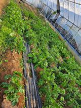 팜모닝 2024년 농사 계획은?·참여글 게시글 이미지