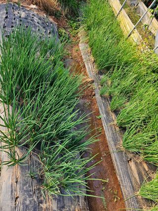 원머루 강낙도님의 2024년 농사 계획은? · 참여글 작성글 사진