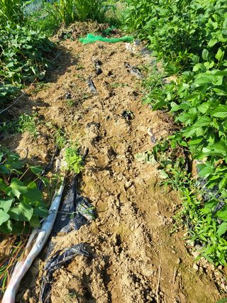 칠곡가산 최지훈님의 자두 · 자유게시판 작성글 사진