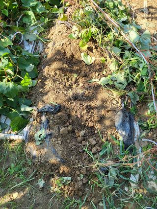 칠곡가산 최지훈님의 자두 · 자유게시판 작성글 사진