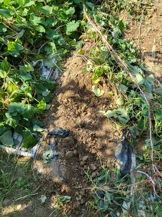 칠곡가산 최지훈님의 자두 · 자유게시판 작성글 사진